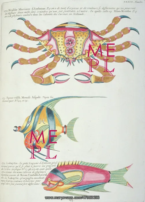 : Colourful illustration of two fish and a crab : Colourful illustration of two fish and a crab
