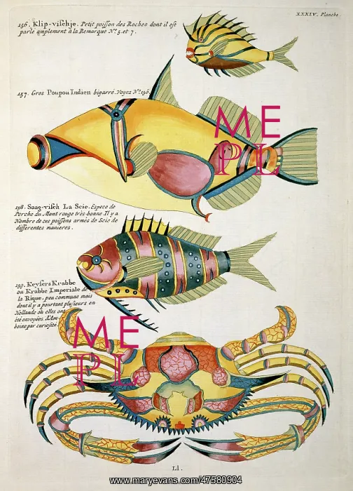 : Colourful illustration of three fish and a crab : Colourful illustration of three fish and a crab