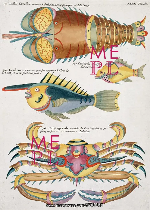 : Colourful illustration of two fish, a crab and a crayfish : Colourful illustration of two fish, a crab and a crayfish