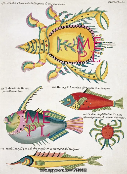 : Colourful illustration of three fish and two crabs : Colourful illustration of three fish and two crabs