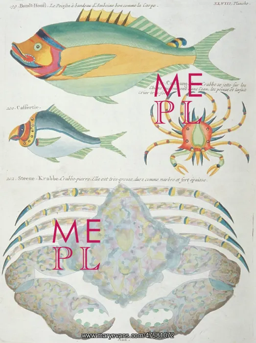 : Colourful illustration of two fish and two crabs : Colourful illustration of two fish and two crabs