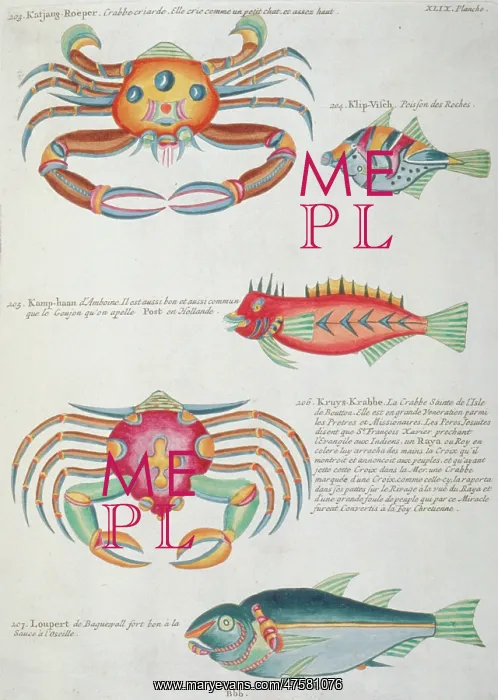 : Colourful illustration of three fish and two crabs : Colourful illustration of three fish and two crabs