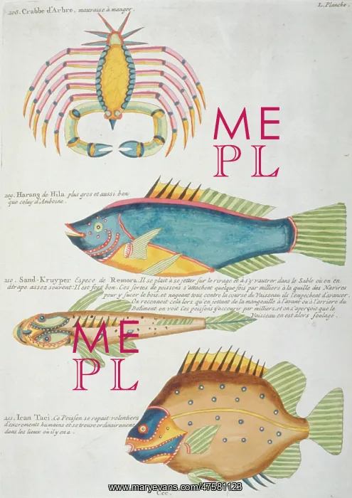 : Colourful illustration of three fish and a crabs : Colourful illustration of three fish and a crabs