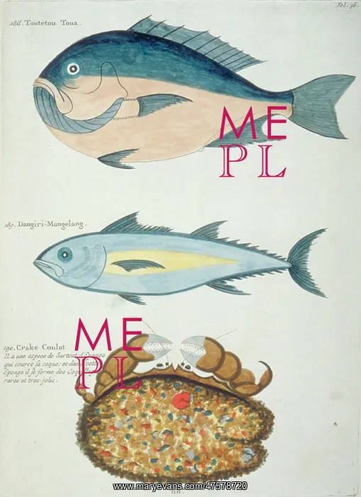 : Colourful illustration of two fish and a crustacean : Colourful illustration of two fish and a crustacean