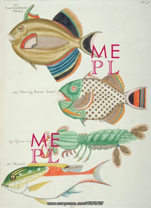 : Colourful illustration of three fish and a crustacean : Colourful illustration of three fish and a crustacean