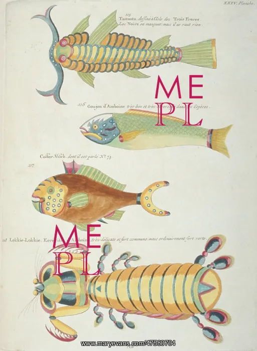 : Colourful illustration of three fish and a crustacean : Colourful illustration of three fish and a crustacean