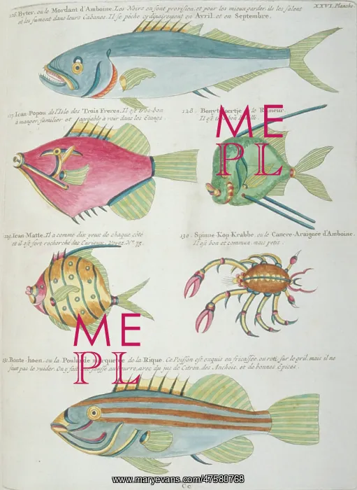 : Colourful illustration of five fish and a crustacean : Colourful illustration of five fish and a crustacean
