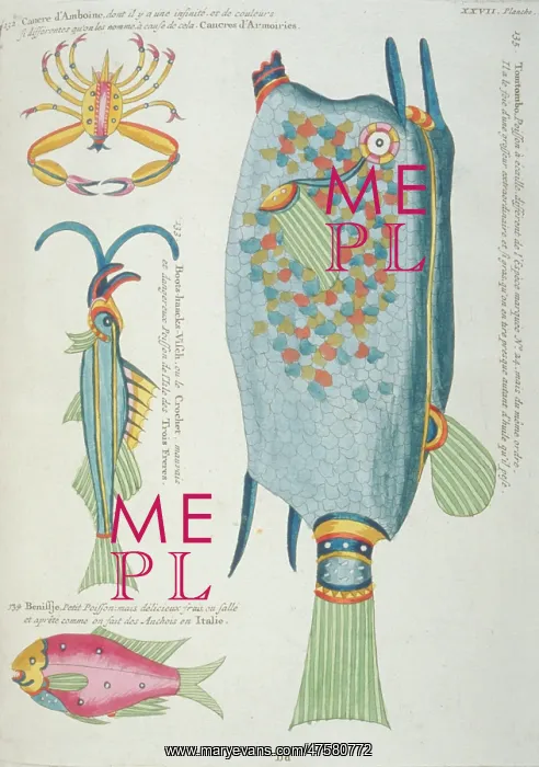 : Colourful illustration of three fish and a crustacean : Colourful illustration of three fish and a crustacean
