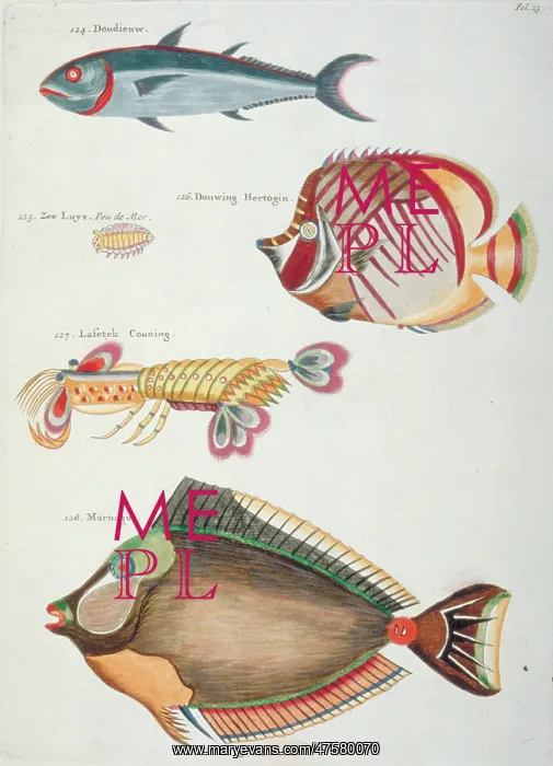 : Colourful illustration of three fish and two crustaceans : Colourful illustration of three fish and two crustaceans