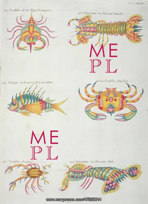 : Colourful illustration of a fish and five crustaceans : Colourful illustration of a fish and five crustaceans