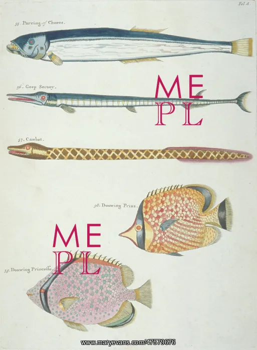 : Colourful illustration of four fish and an eel : Colourful illustration of four fish and an eel