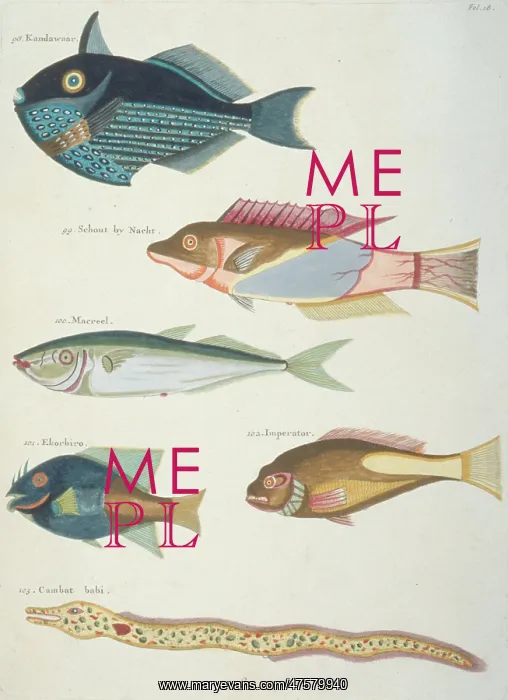 : Colourful illustration of four fish and an eel : Colourful illustration of four fish and an eel