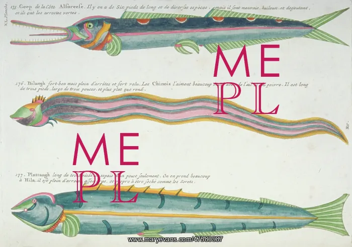  : Colourful illustration of two fish and an eel