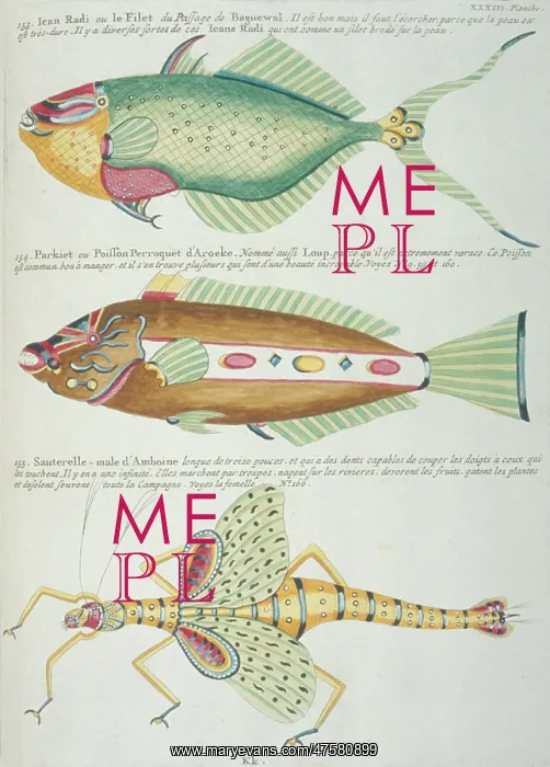 : Colourful illustration of two fish and a grasshopper : Colourful illustration of two fish and a grasshopper