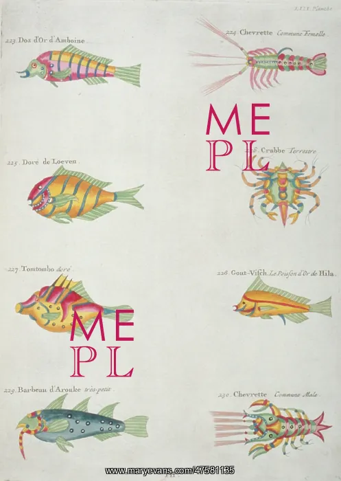 : Colourful illustration of five fish, two lobsters and a crab : Colourful illustration of five fish, two lobsters and a crab