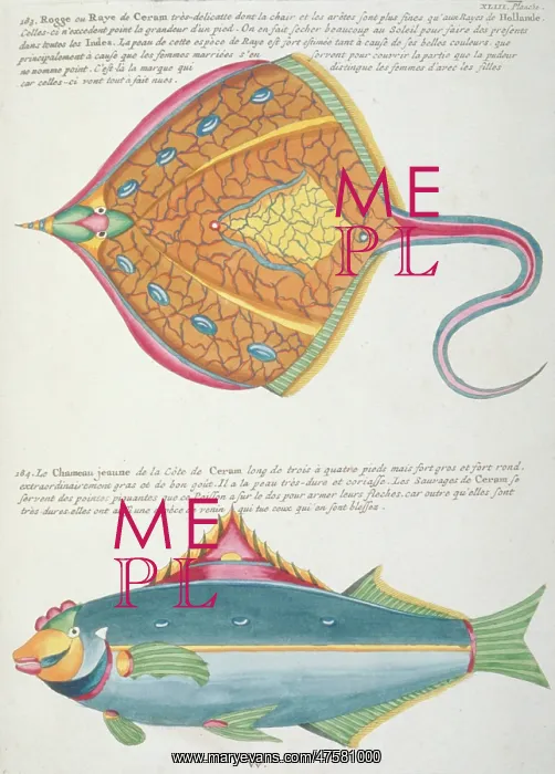 : Colourful illustration of a fish and a ray : Colourful illustration of a fish and a ray