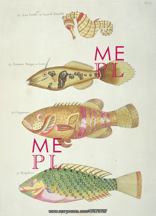 : Colourful illustration of three fish and a seahorse : Colourful illustration of three fish and a seahorse