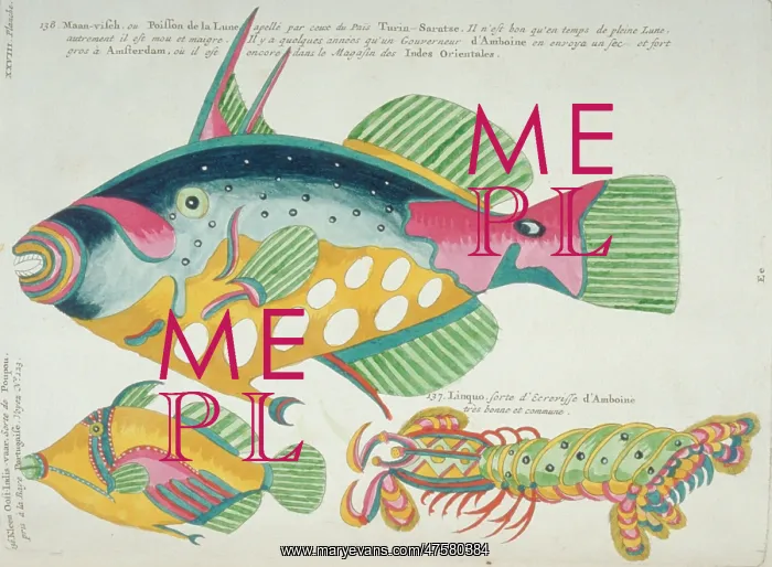 : Colourful illustration of two fish and a stomatopod : Colourful illustration of two fish and a stomatopod