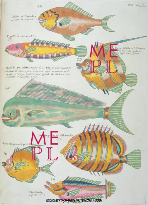 : Colourful illustration of seven fish : Colourful illustration of seven fish