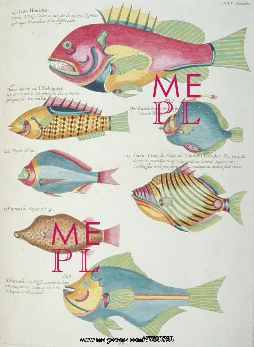: Colourful illustration of seven fish : Colourful illustration of seven fish