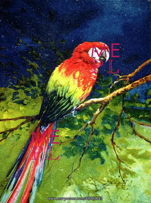  : A colourful parrot