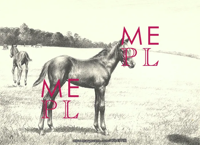  : Colt in Meadow