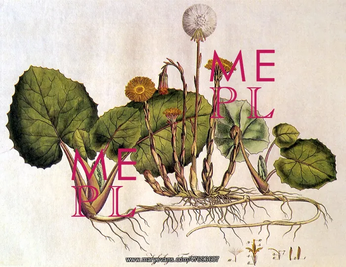 : Coltsfoot, Tussilago farfar : Coltsfoot, Tussilago farfar