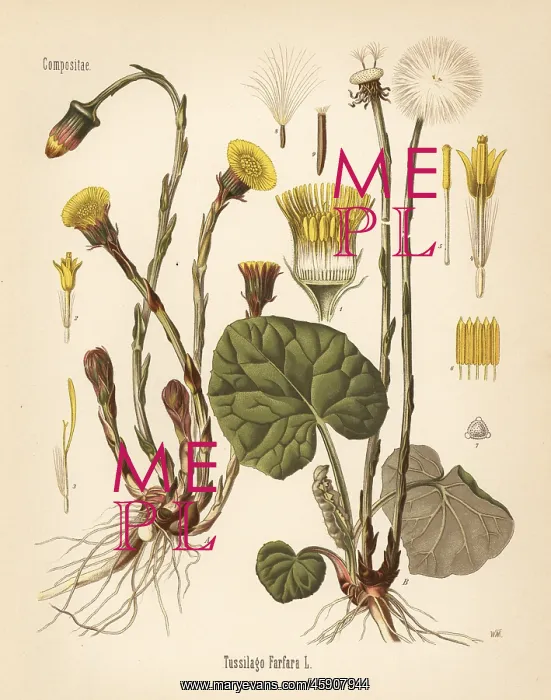 : Coltsfoot, Tussilago farfara : Coltsfoot, Tussilago farfara