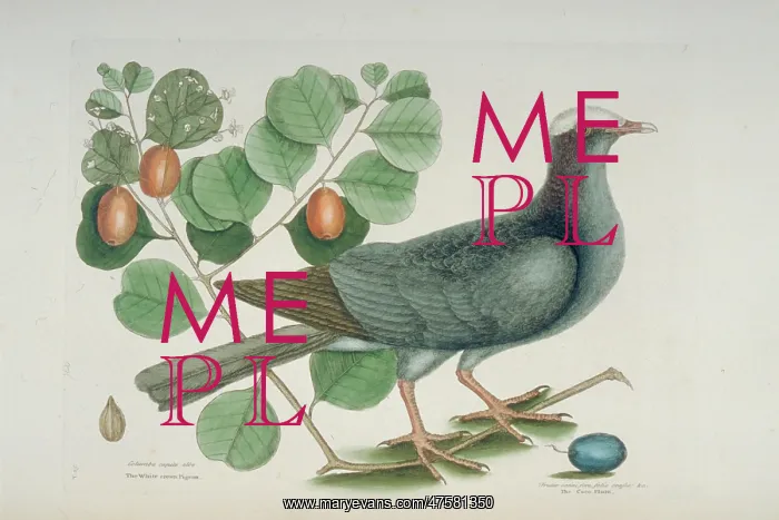 : Columba leucocephala, white-crowned pigeon : Columba leucocephala, white-crowned pigeon