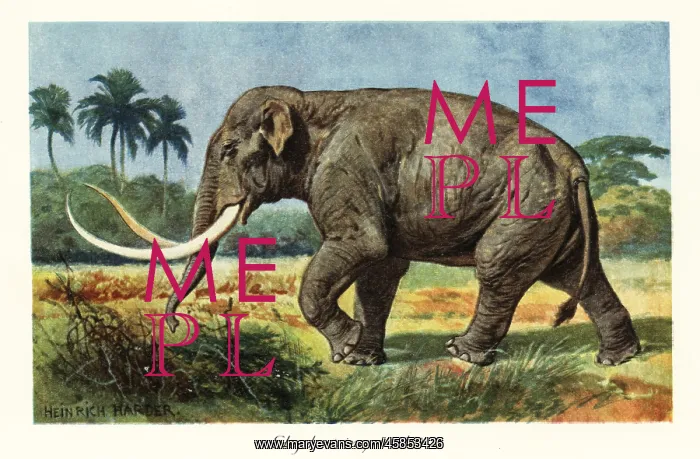 : Columbian mammoth extinct species of mammoth, Pleistocene : Columbian mammoth extinct species of mammoth, Pleistocene