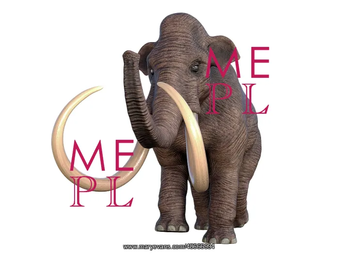 : Columbian mammoth, front view on white background : Columbian mammoth, front view on white background