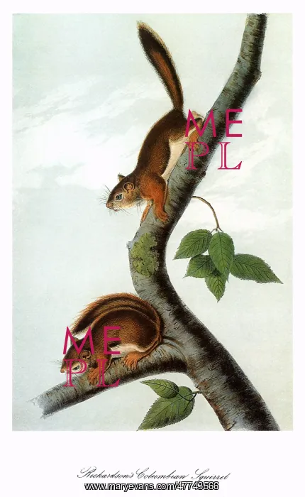 : Columbian Squirrels