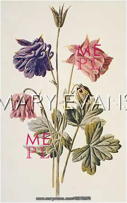  : COLUMBINE / AQUILEGIA