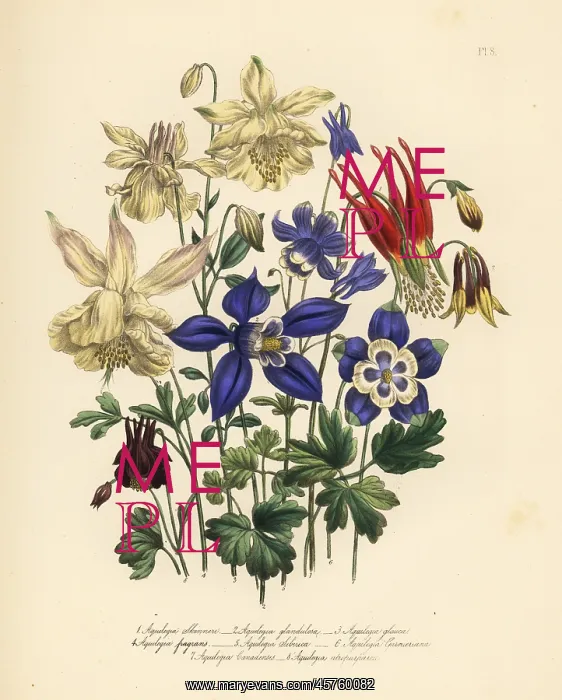 : Columbine or Aquliegia species : Columbine or Aquliegia species