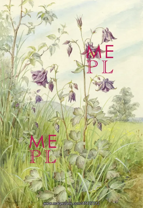  : Columbine in landscape setting
