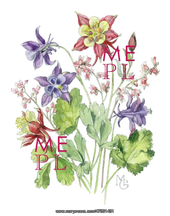  : Columbines and heuchera