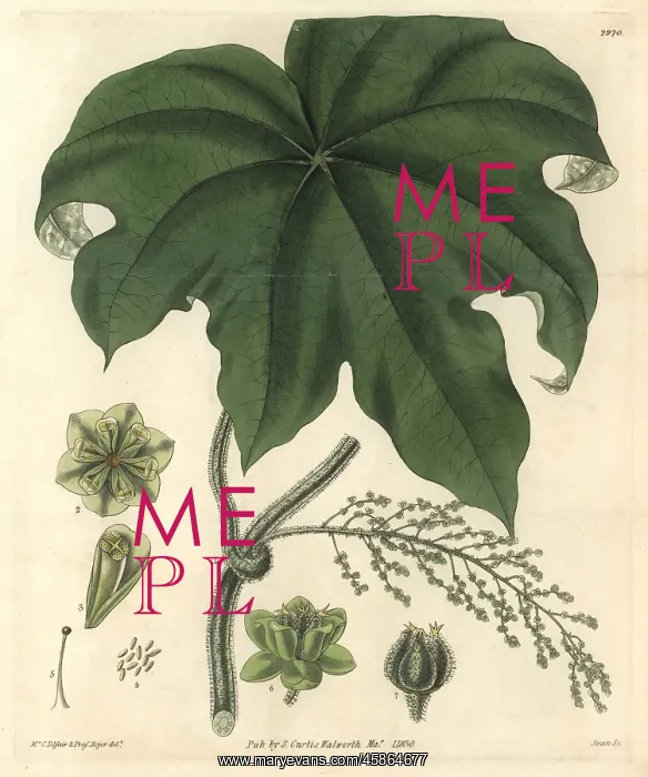 : Columbo or calumba plant, Cocculus palmatus : Columbo or calumba plant, Cocculus palmatus