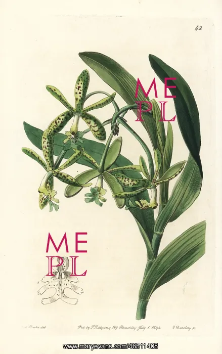 : Comb epidendrum orchid, Epidendrum cristatum : Comb epidendrum orchid, Epidendrum cristatum