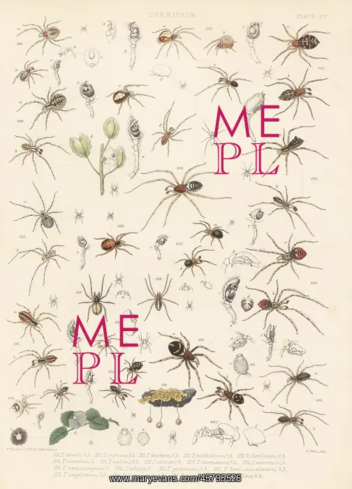 : Comb-footed spider and cobweb spiders : Comb-footed spider and cobweb spiders