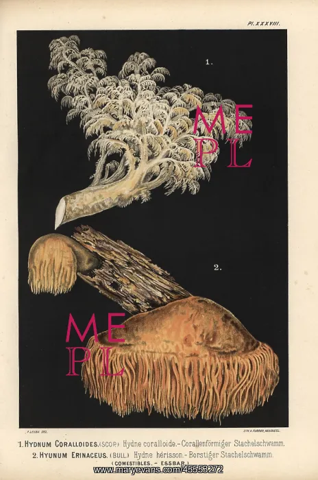 : Comb tooth mushroom, Hericium coralloides : Comb tooth mushroom, Hericium coralloides