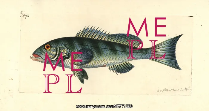 : Comber, Serranus cabrilla : Comber, Serranus cabrilla