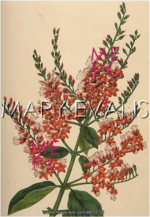  : COMBRETUM PURPURETUM