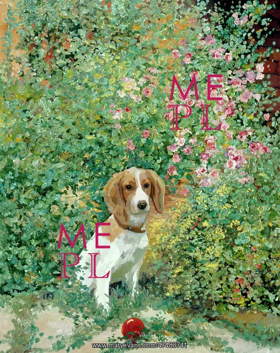 : Come On! – brown and white dog with a red ball : Come On! – brown and white dog with a red ball