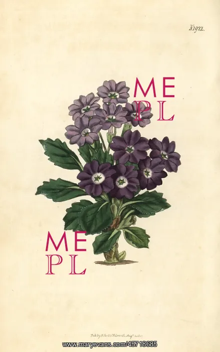 : Comely auricula, Primula decora : Comely auricula, Primula decora