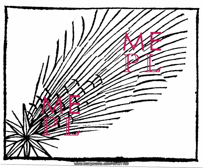: Comet of 684 (Halley). From Hartmann Schedel Liber : Comet of 684 (Halley). From Hartmann Schedel Liber