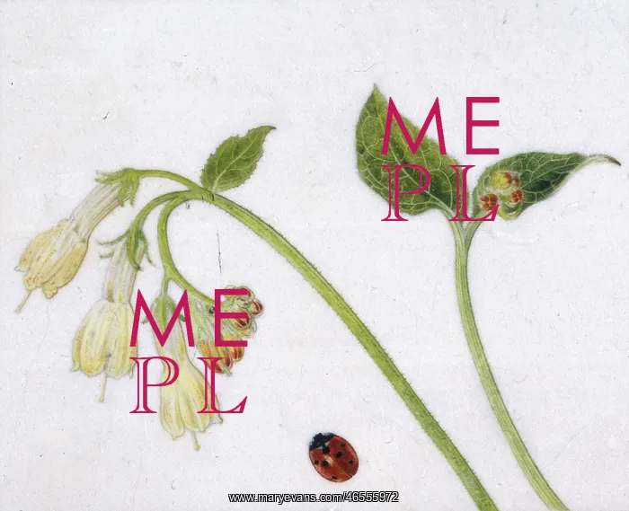 : Comfrey and ladybird : Comfrey and ladybird