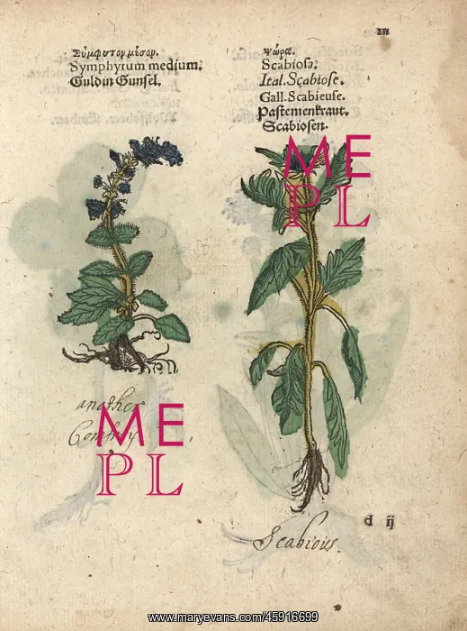 : Comfrey species, Symphytum officinale, and : Comfrey species, Symphytum officinale, and