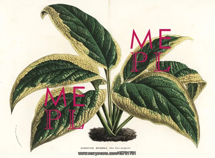 : Comfrey, Symphytum officinale : Comfrey, Symphytum officinale