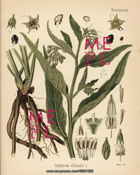 : Comfrey, Symphytum officinale : Comfrey, Symphytum officinale