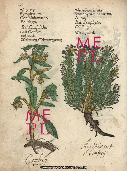 : Comfrey, Symphytum officinale, and savory : Comfrey, Symphytum officinale, and savory
